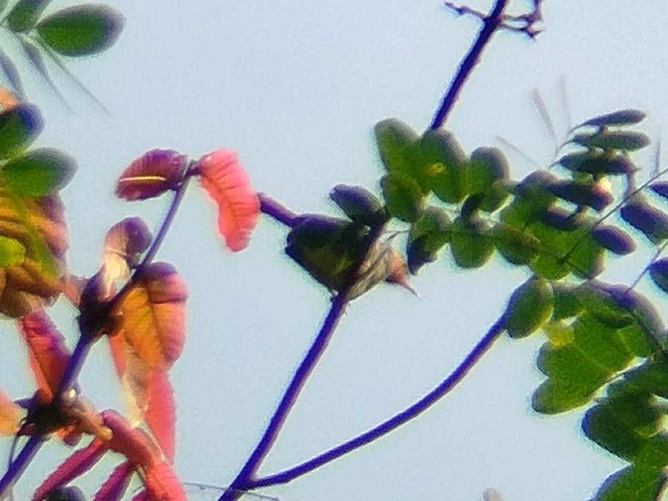 Olive-backed Tailorbird - Lars Mannzen