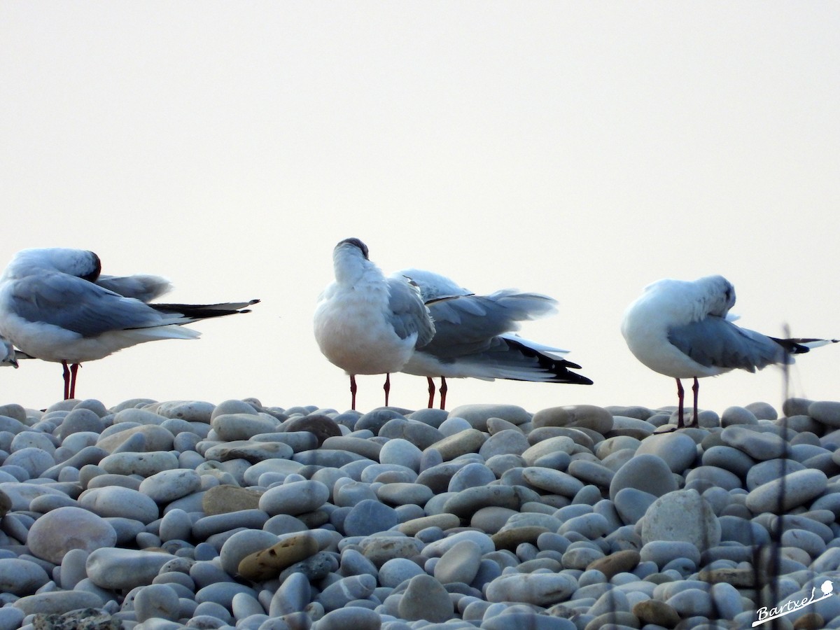 Mouette rieuse - ML622471851