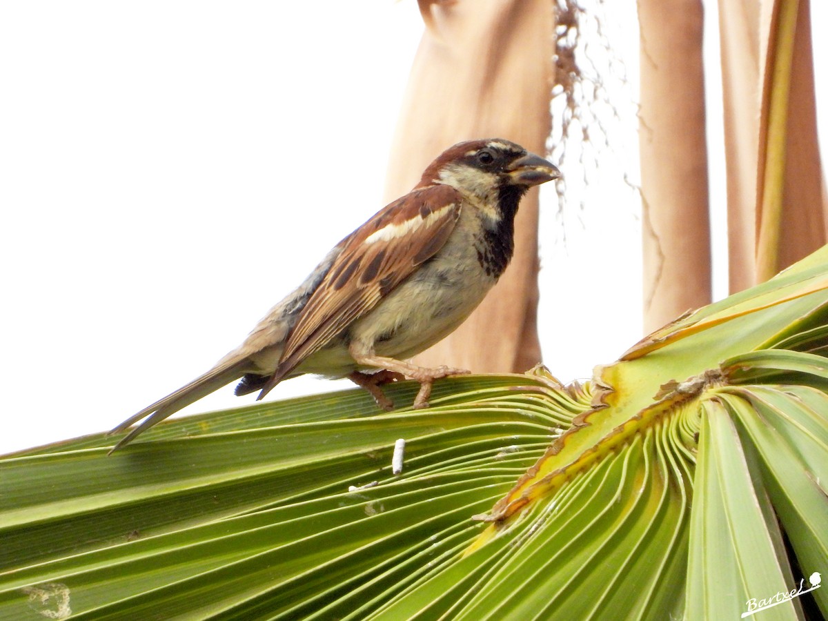 Moineau domestique - ML622471865