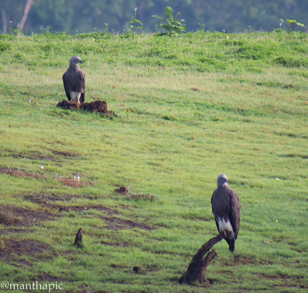 Lesser/Gray-headed Fish-Eagle - ravishankar m