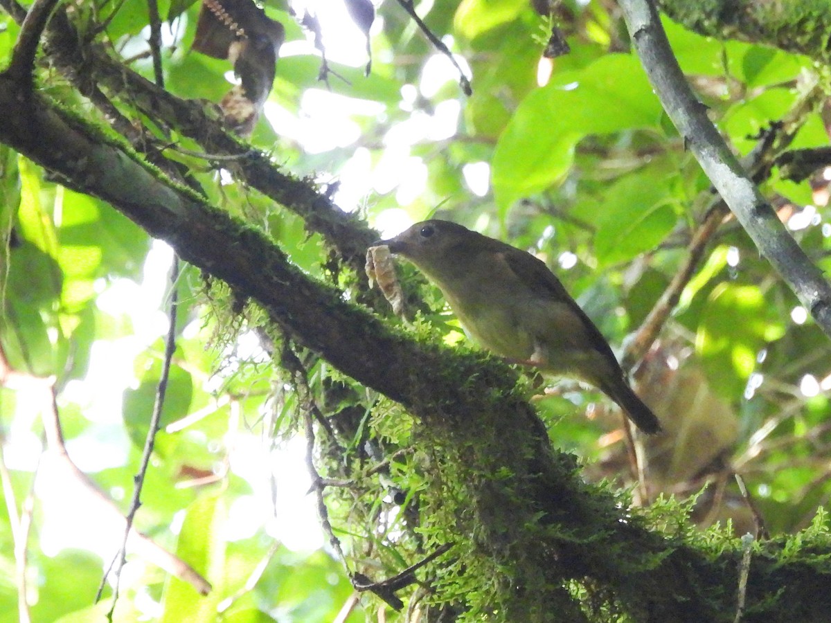 Biak Whistler - ML622471932