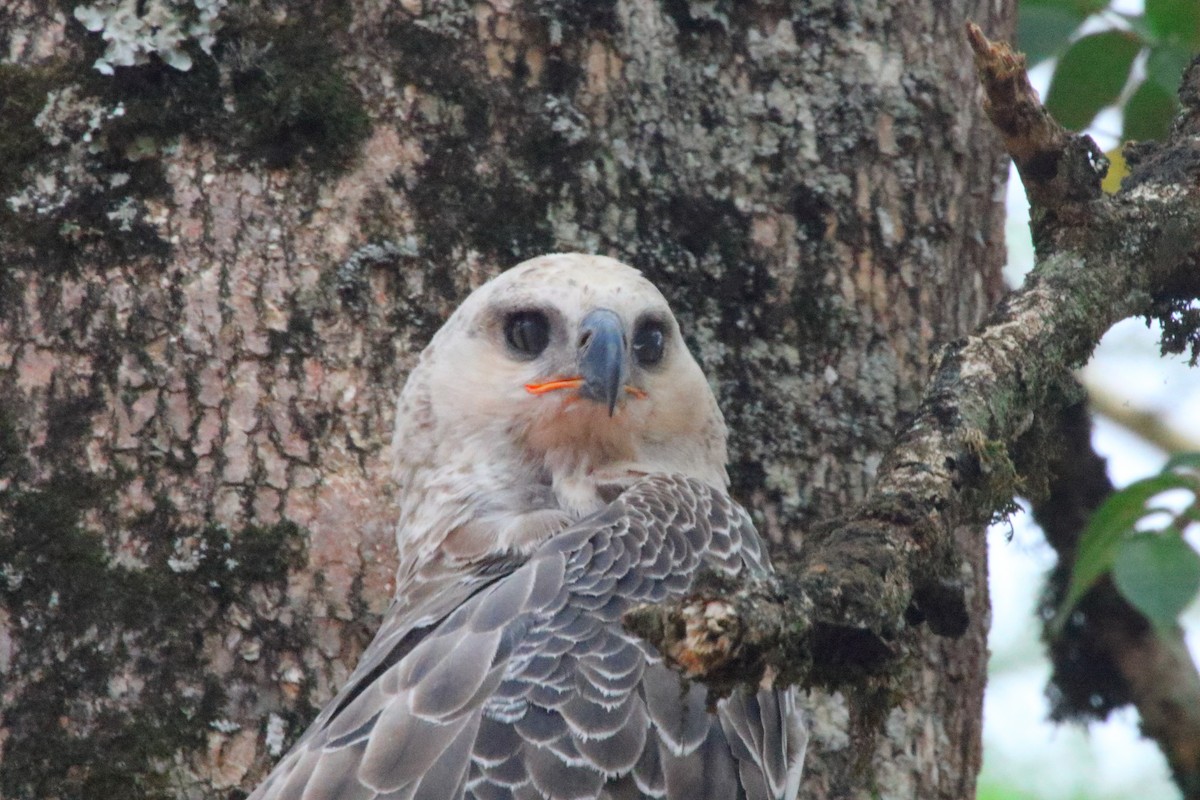 Crowned Eagle - Victor Ikawa