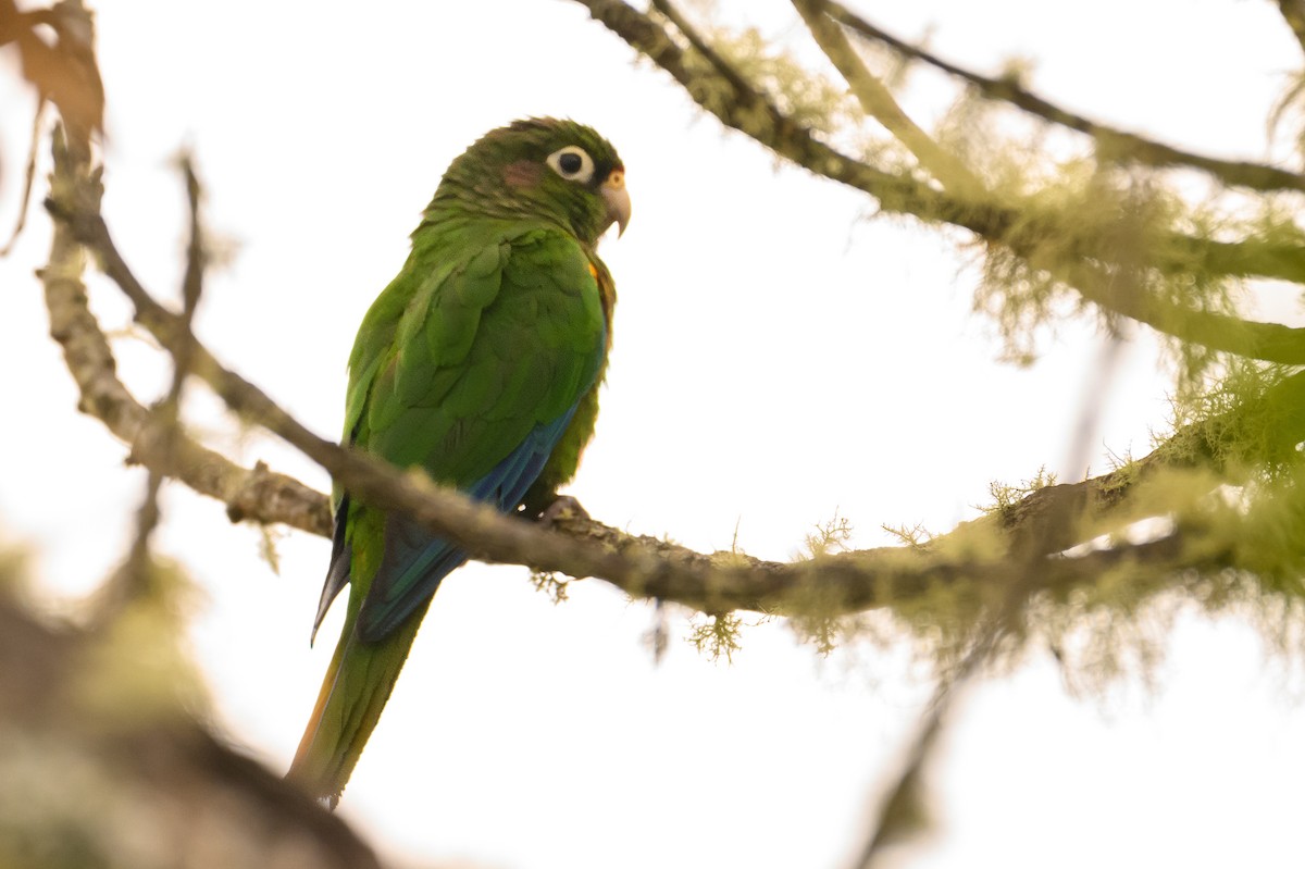 Santa Marta Parakeet - ML622471960