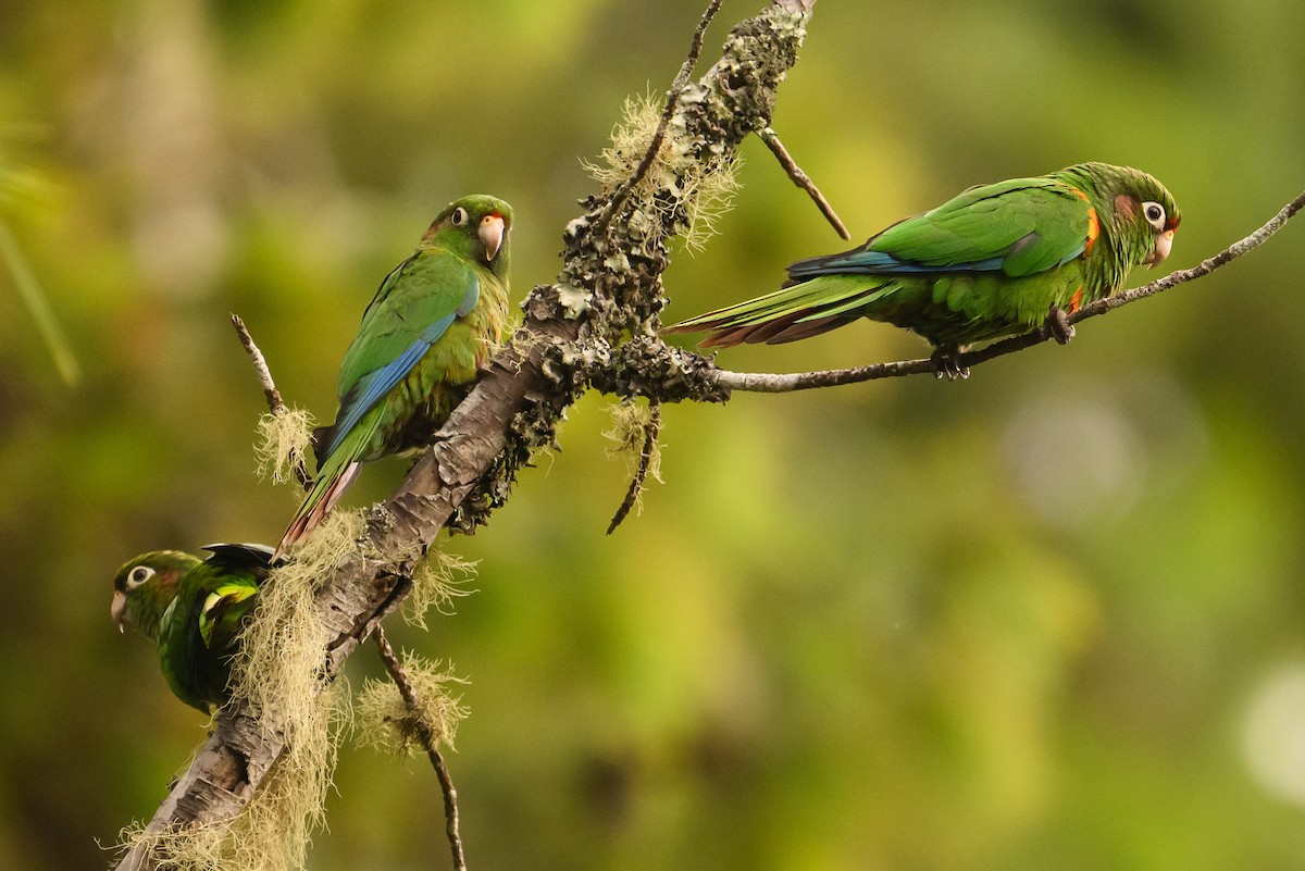 Santa Marta Parakeet - Christine Kozlosky