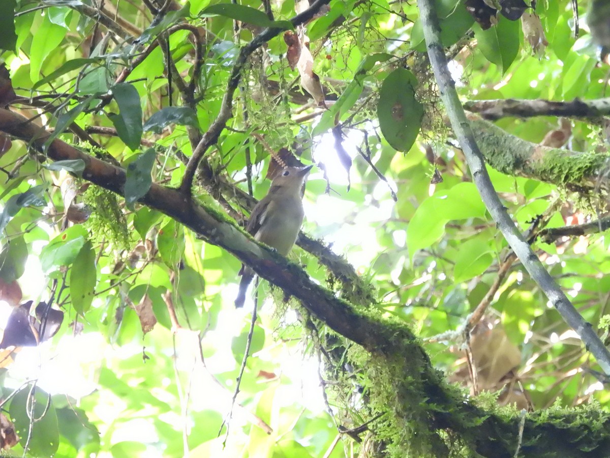 Biak Whistler - ML622471967