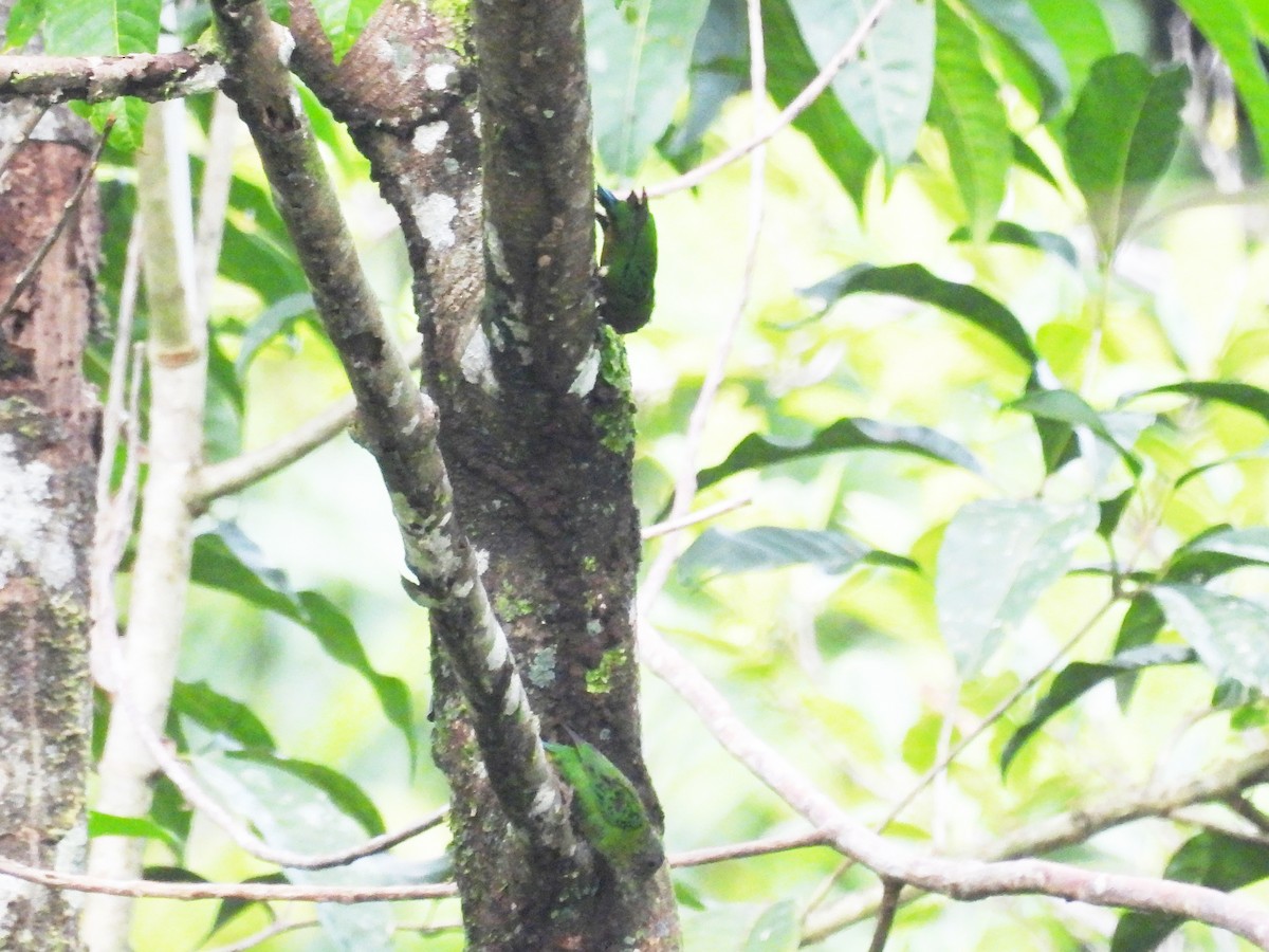 Geelvink Pygmy-Parrot - ML622472015