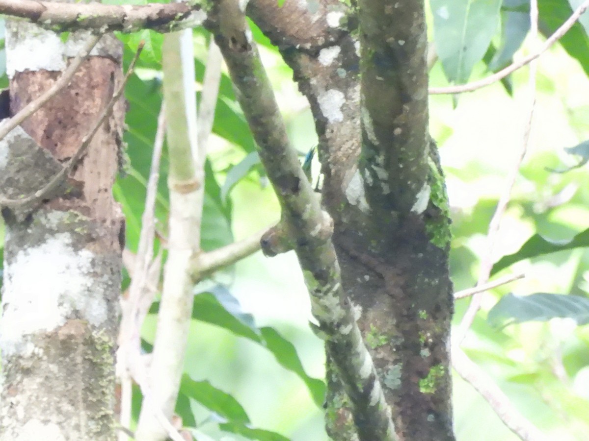 Geelvink Pygmy-Parrot - ML622472031