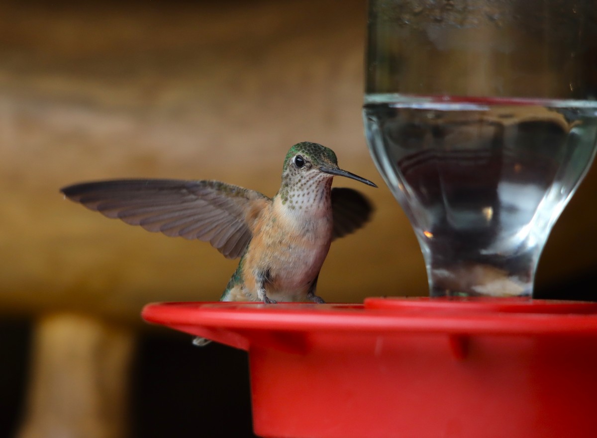 Rufous Hummingbird - ML622472085