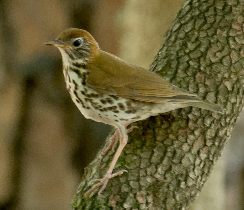 Wood Thrush - ML62247211