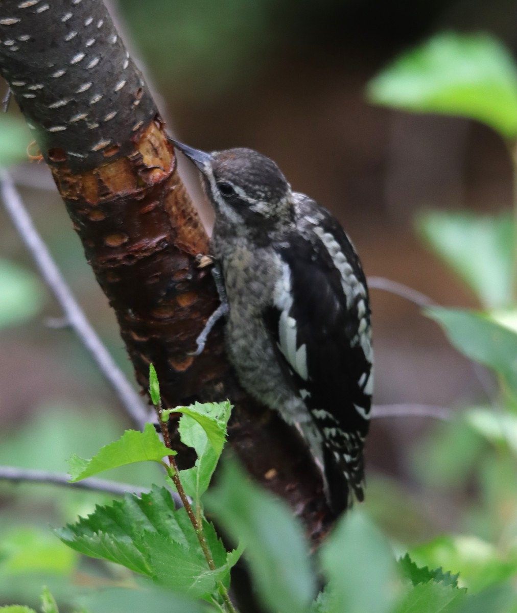 Red-naped Sapsucker - ML622472129