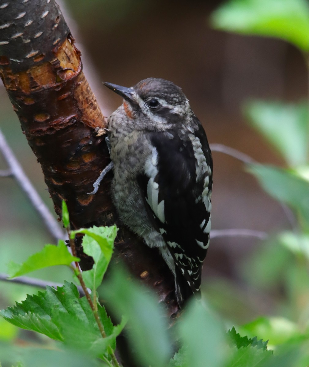 Red-naped Sapsucker - ML622472131