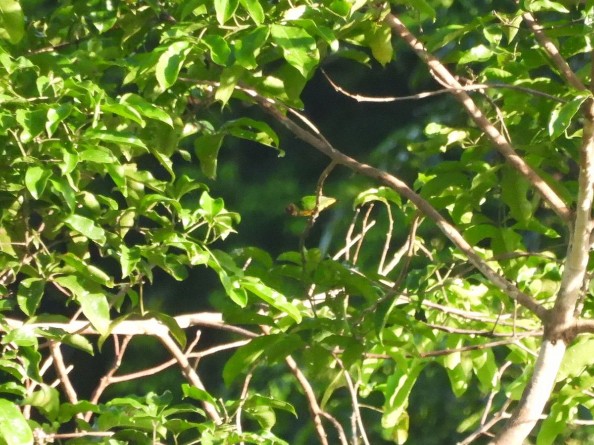 Geelvink Pygmy-Parrot - ML622472151