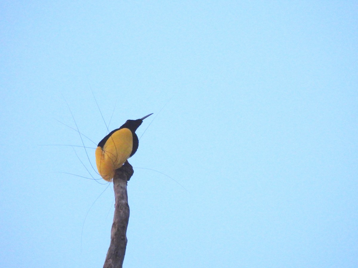 Twelve-wired Bird-of-Paradise - ML622472369