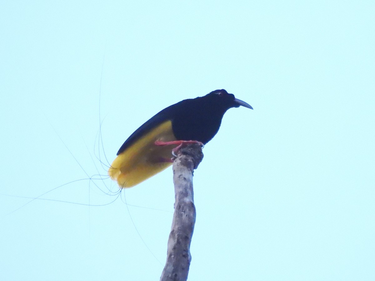 Twelve-wired Bird-of-Paradise - ML622472417