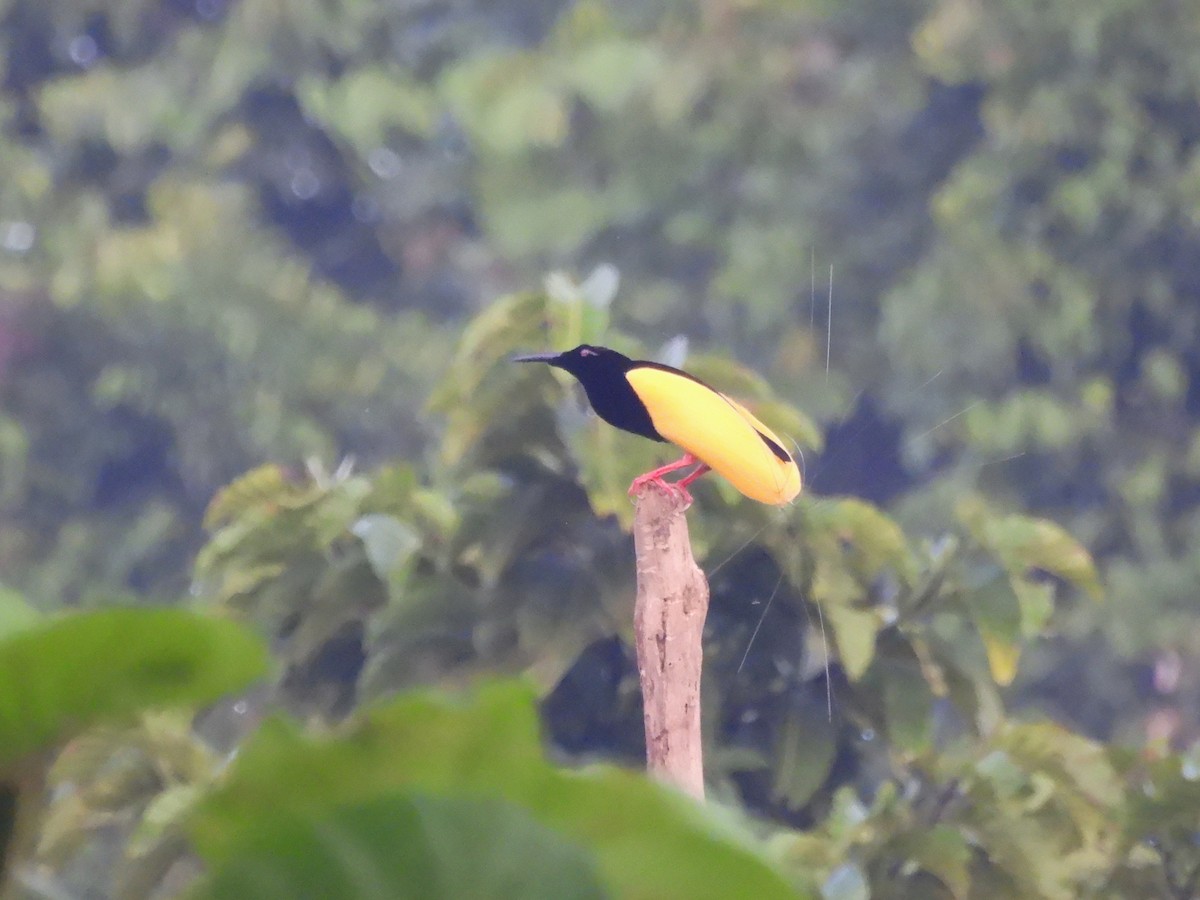 Twelve-wired Bird-of-Paradise - Mark Smiles