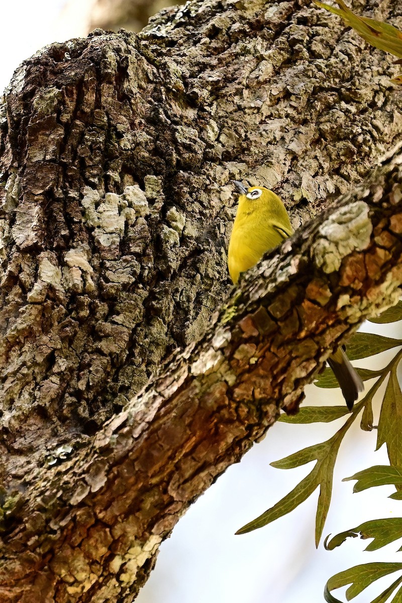 Northern Yellow White-eye - ML622472483