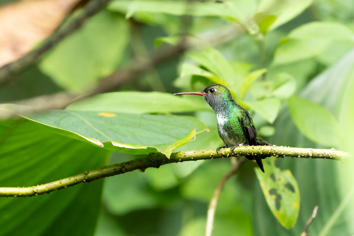 Glittering-throated Emerald - ML622472527