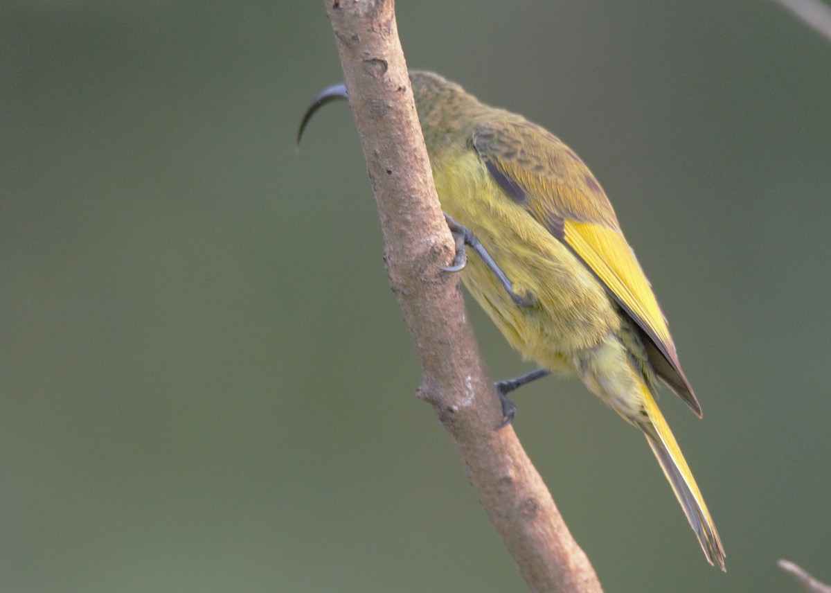 Golden-winged Sunbird - Behnam  Molkaraee