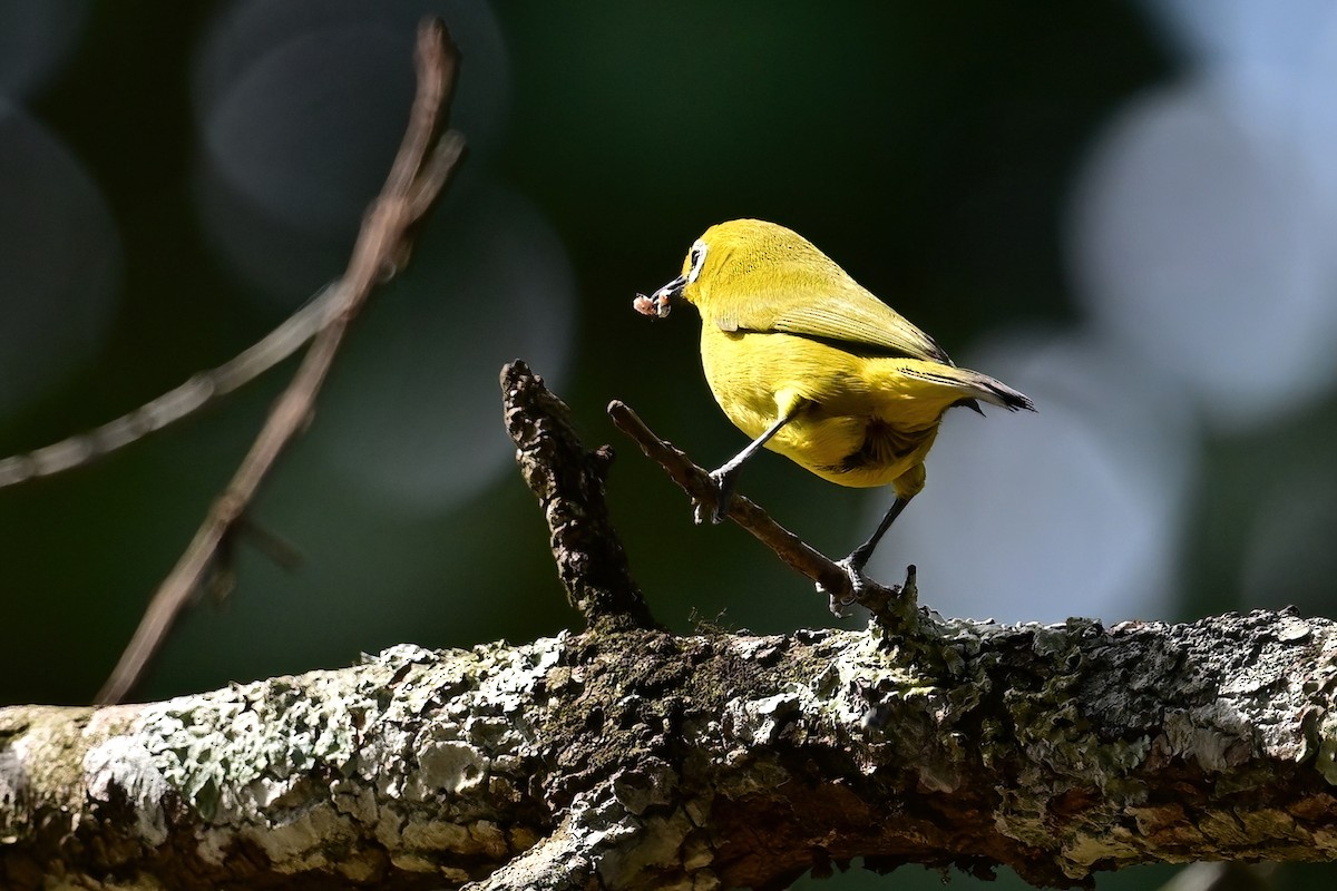 Northern Yellow White-eye - ML622472600