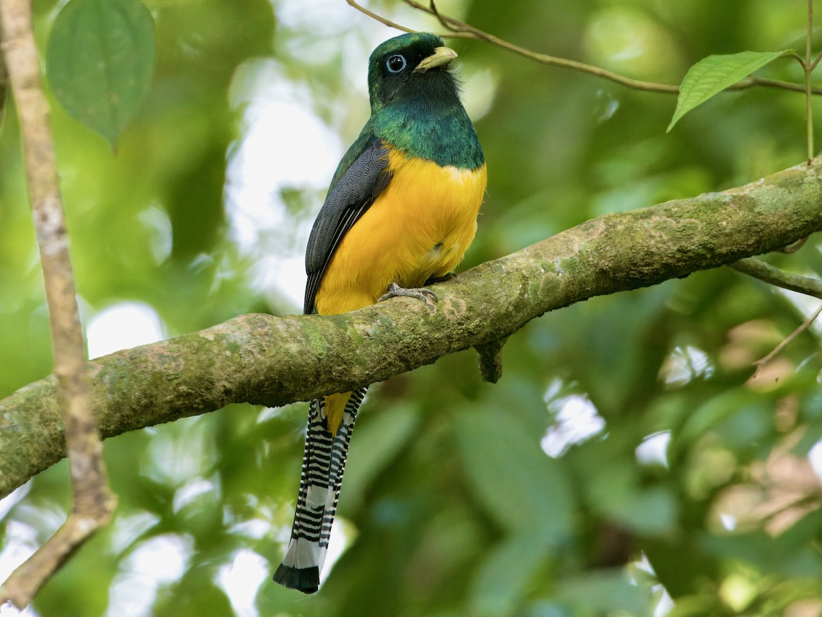 Atlantic Black-throated Trogon - ML622472628