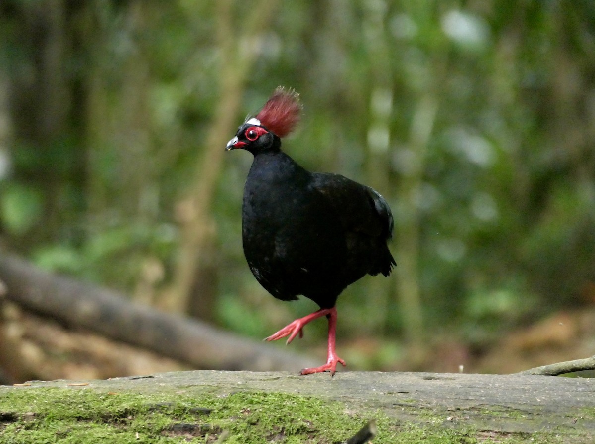 Crested Partridge - ML622472658