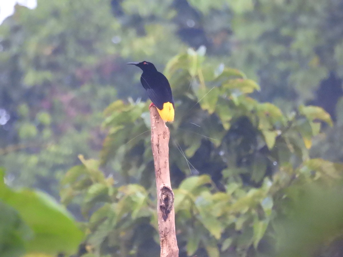 Twelve-wired Bird-of-Paradise - Mark Smiles