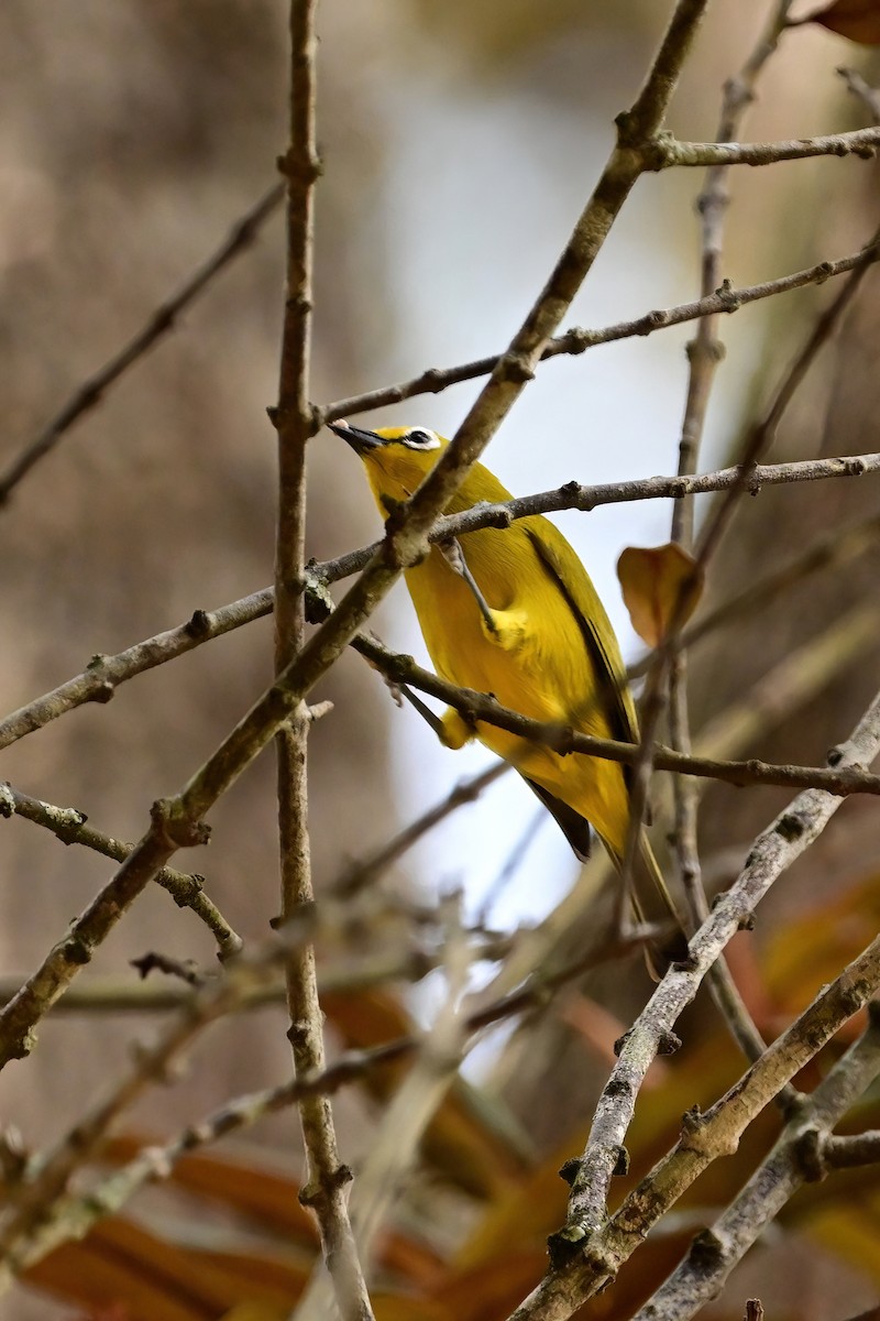 Northern Yellow White-eye - ML622472699