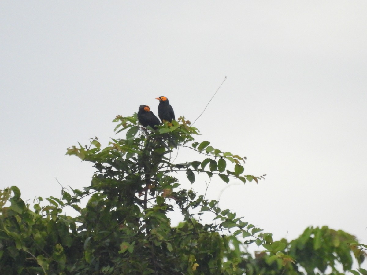 Yellow-faced Myna - ML622472714