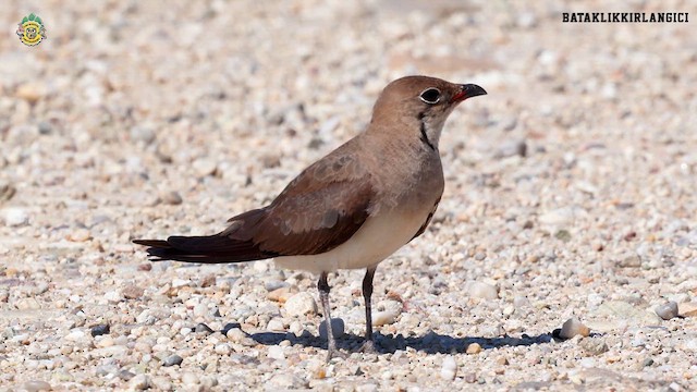 Collared Pratincole - ML622472735