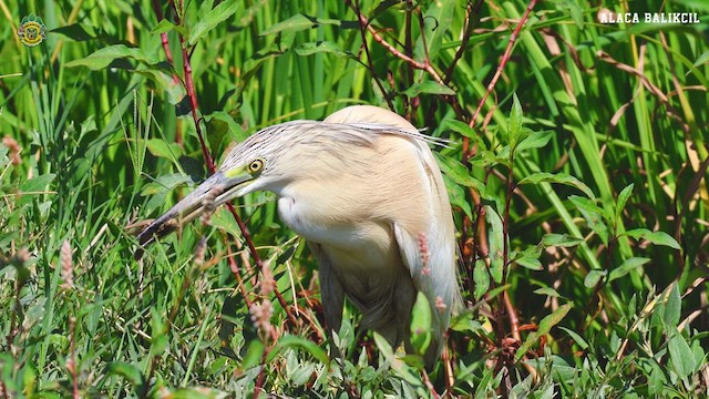 Squacco Heron - ML622472740