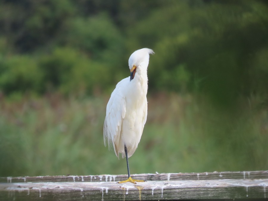 Snowy Egret - Ruth Bergstrom