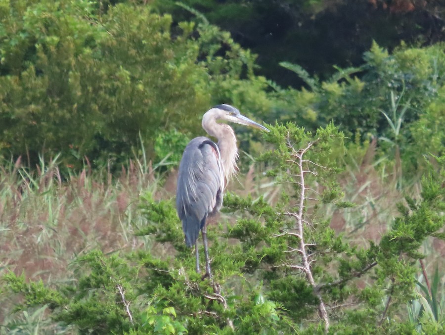 Great Blue Heron - Ruth Bergstrom