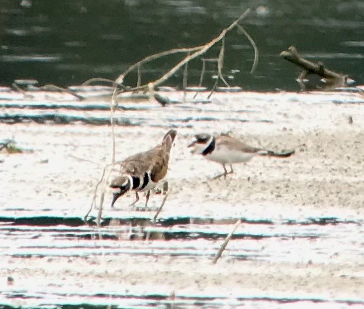 Semipalmated Plover - ML622472819