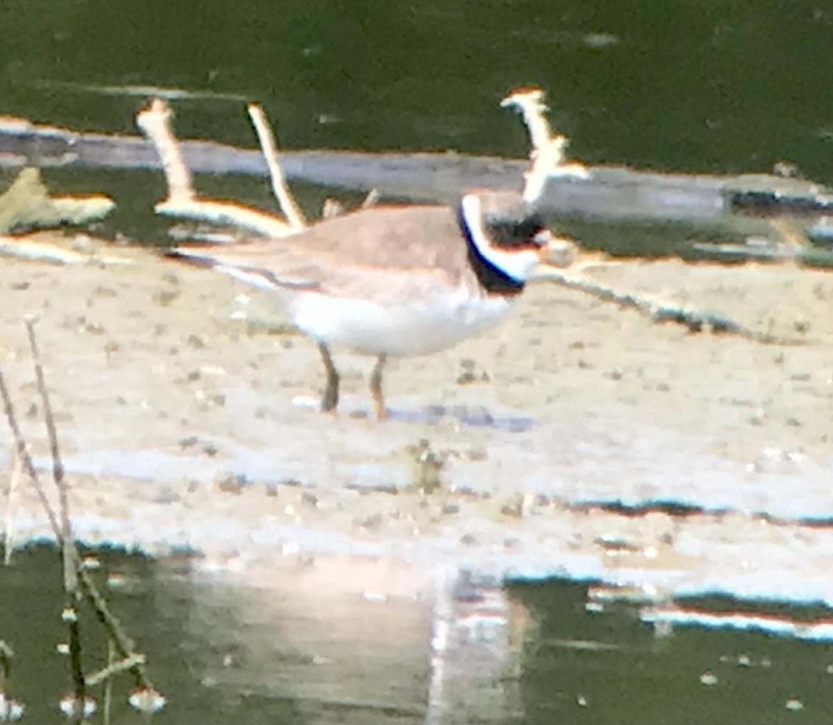 Semipalmated Plover - ML622472820