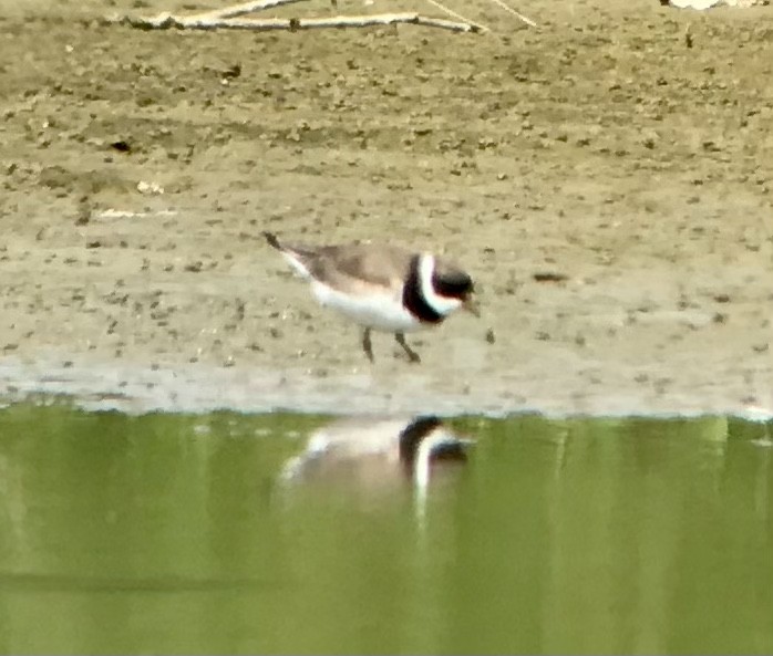 Semipalmated Plover - ML622472821