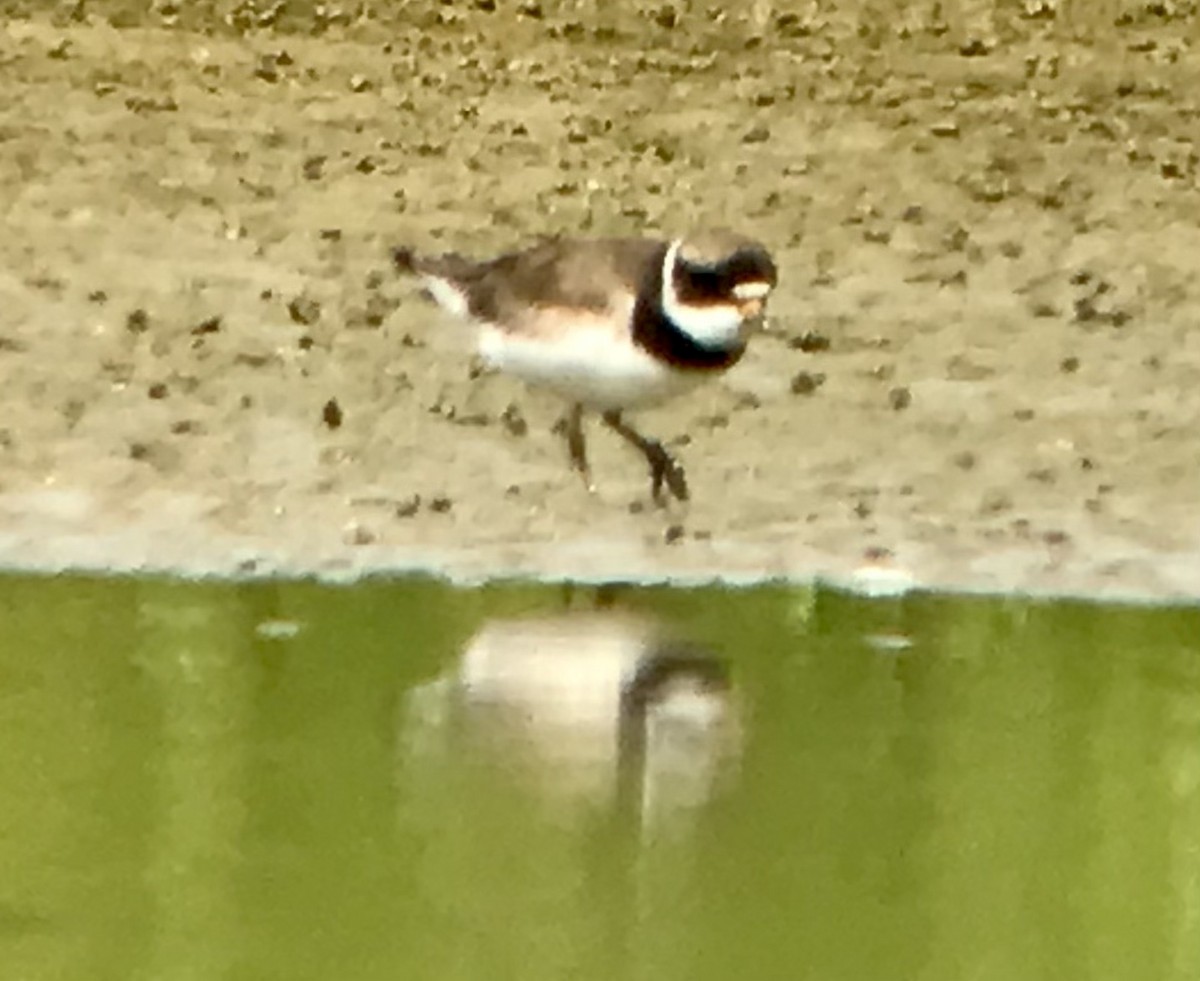 Semipalmated Plover - ML622472822