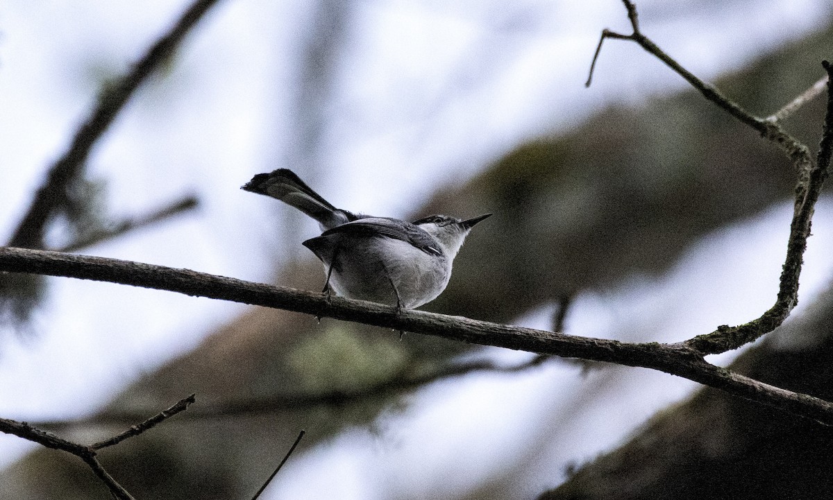 Tropical Gnatcatcher (atricapilla) - ML622472840