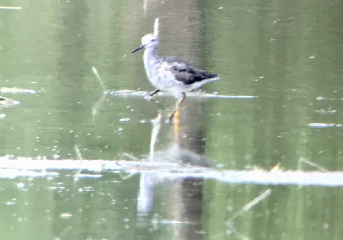 Lesser Yellowlegs - ML622472841