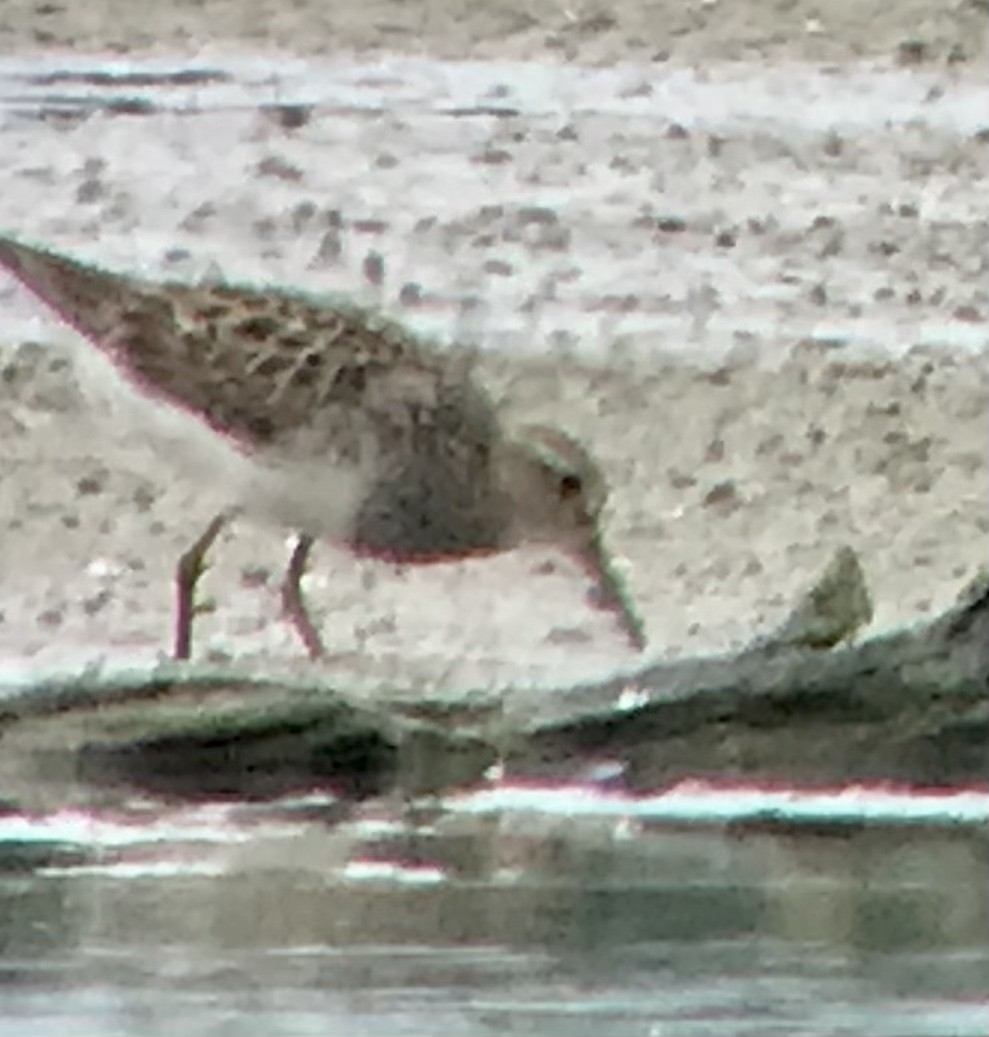 Pectoral Sandpiper - Mark Greene