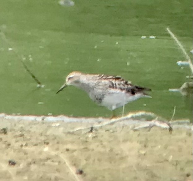 Pectoral Sandpiper - ML622472858