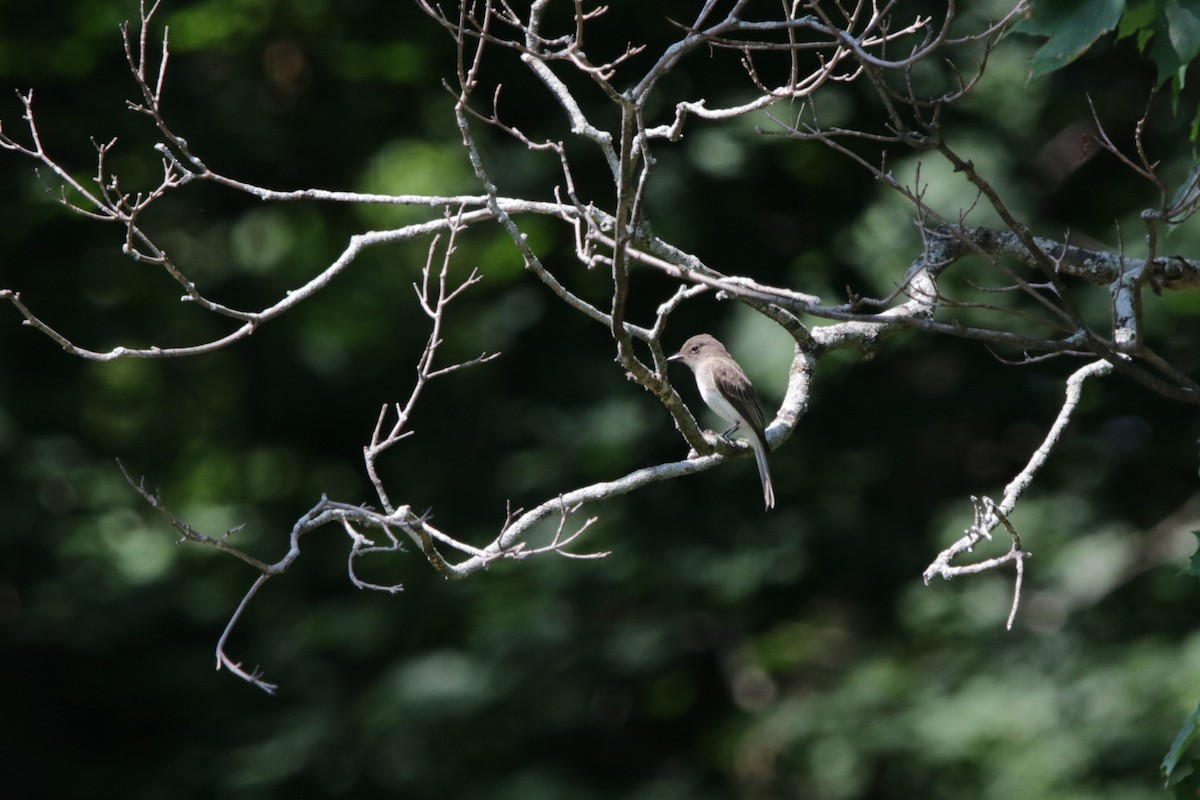 Eastern Phoebe - ML622472862