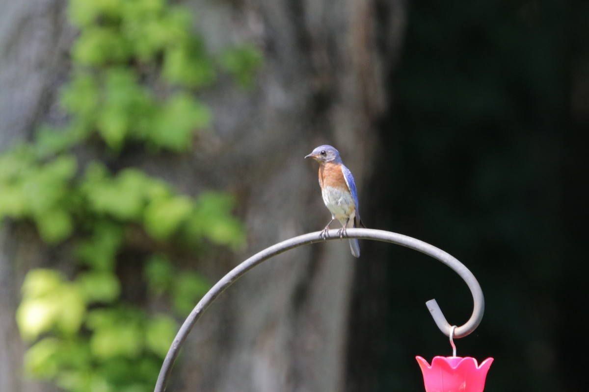 Eastern Bluebird - ML622472864