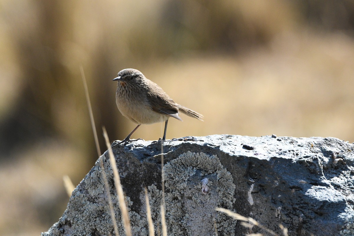 Streak-throated Canastero - ML622472869