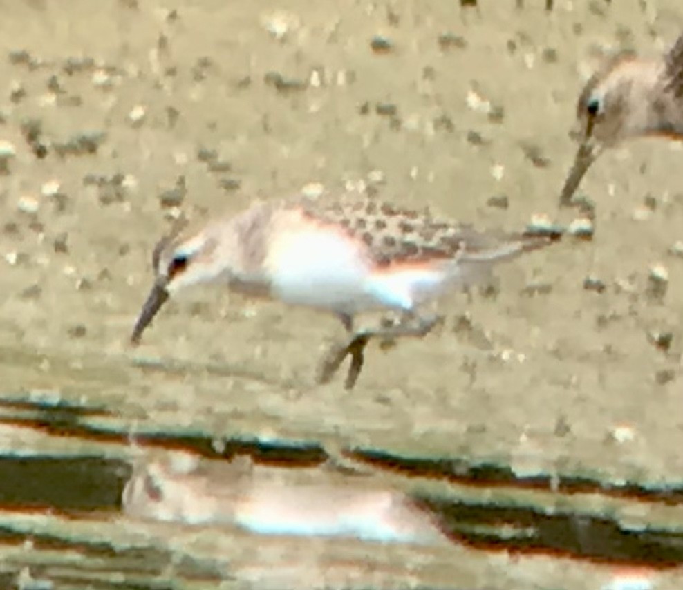 Semipalmated Sandpiper - Mark Greene