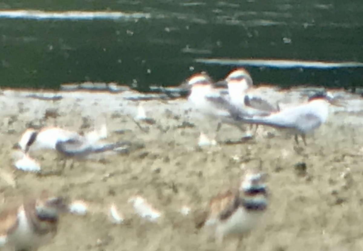 Least Tern - ML622472884