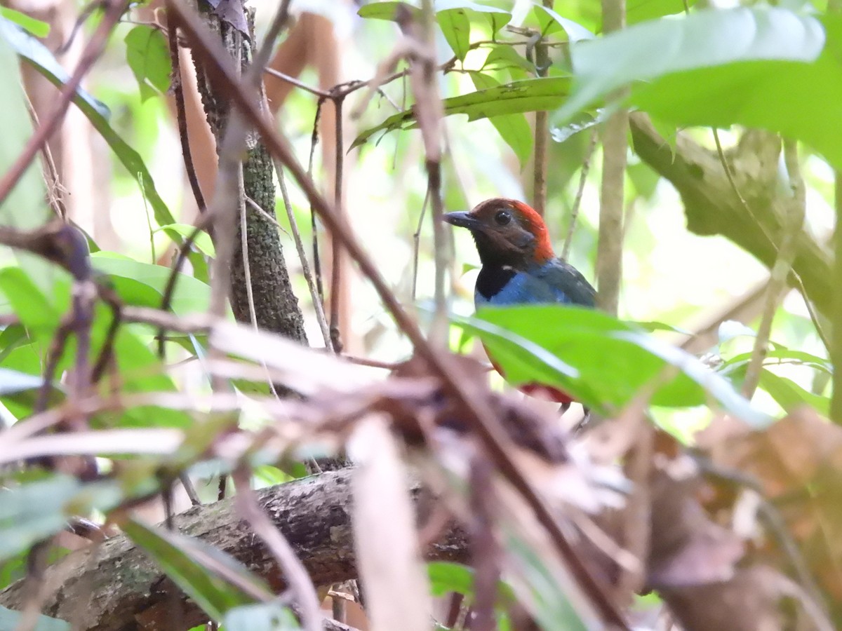 Papuan Pitta (Northern) - ML622472904