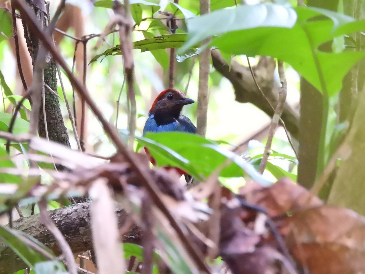 Papuan Pitta (Northern) - ML622472909