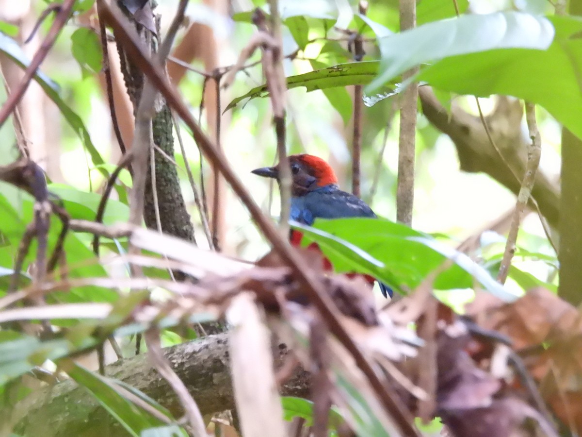 Papuan Pitta (Northern) - ML622472917