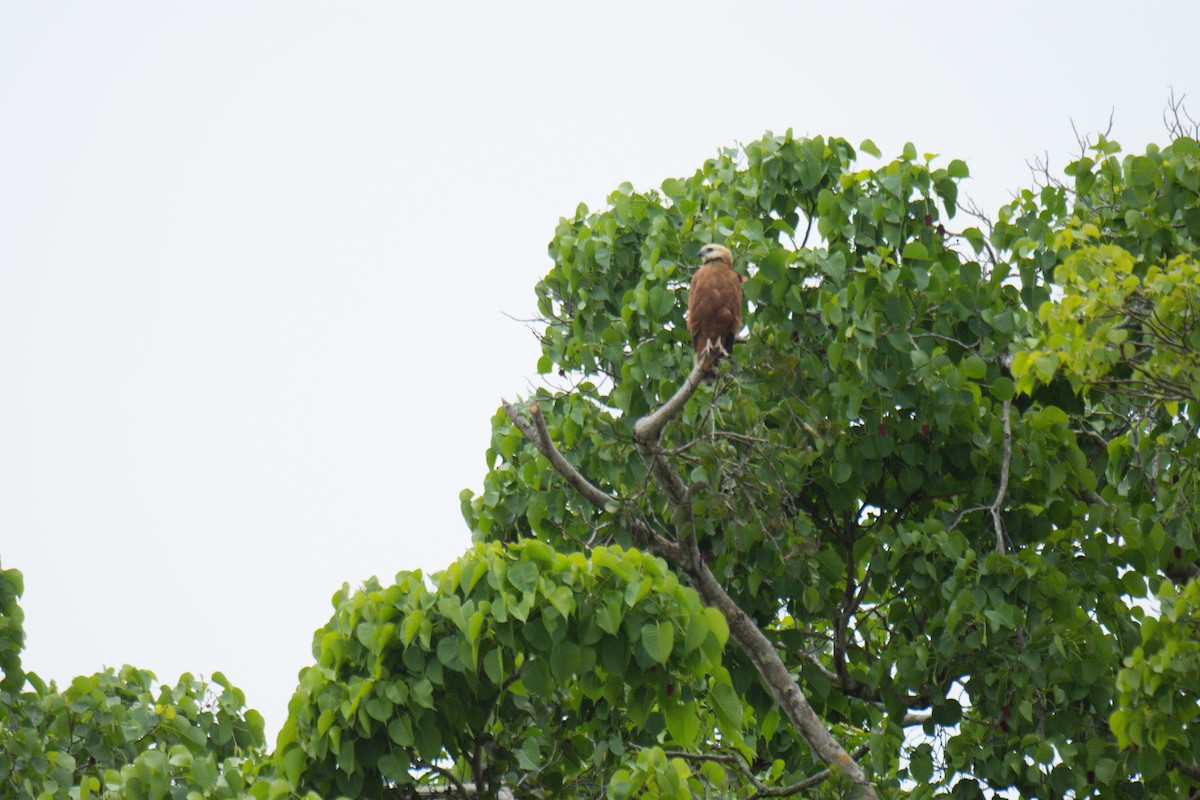 Black-collared Hawk - ML622472921