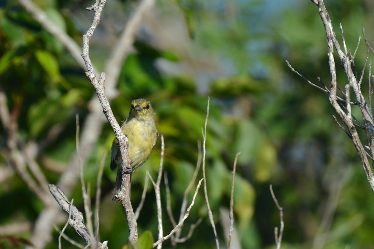 Vireo Piquigrueso - ML622472932